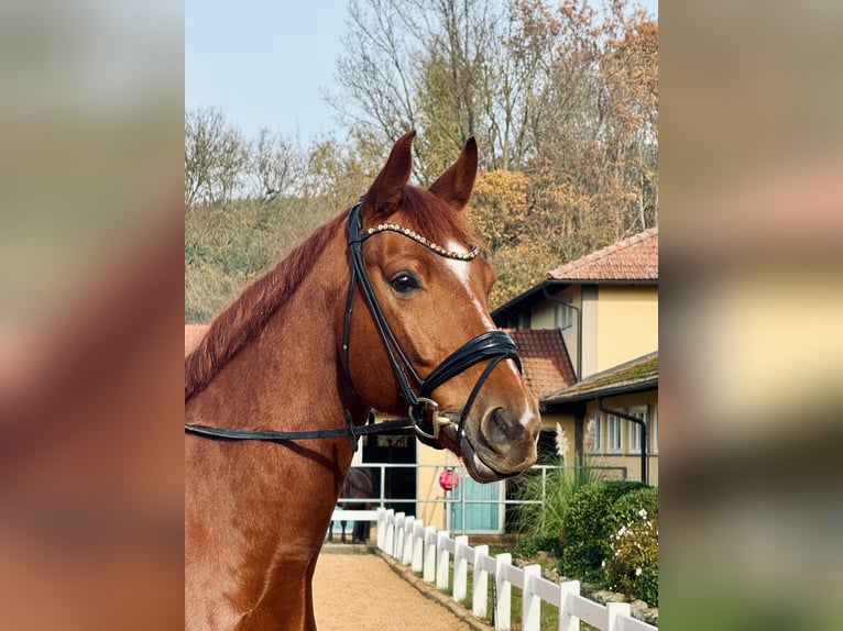 Westfaliano Caballo castrado 6 años 173 cm Alazán in Memmelsdorf