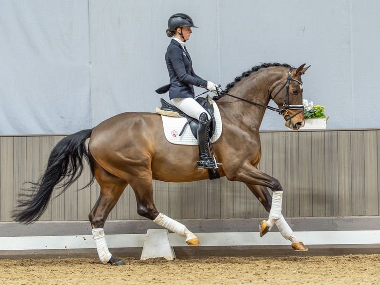 Westfaliano Caballo castrado 6 años 173 cm Castaño in Münster-Handorf