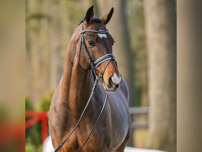 Westfaliano Caballo castrado 6 años 173 cm Castaño in Münster-Handorf