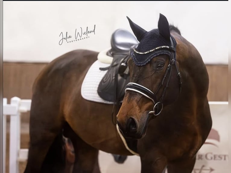 Westfaliano Caballo castrado 6 años 173 cm Castaño in Scheeßel