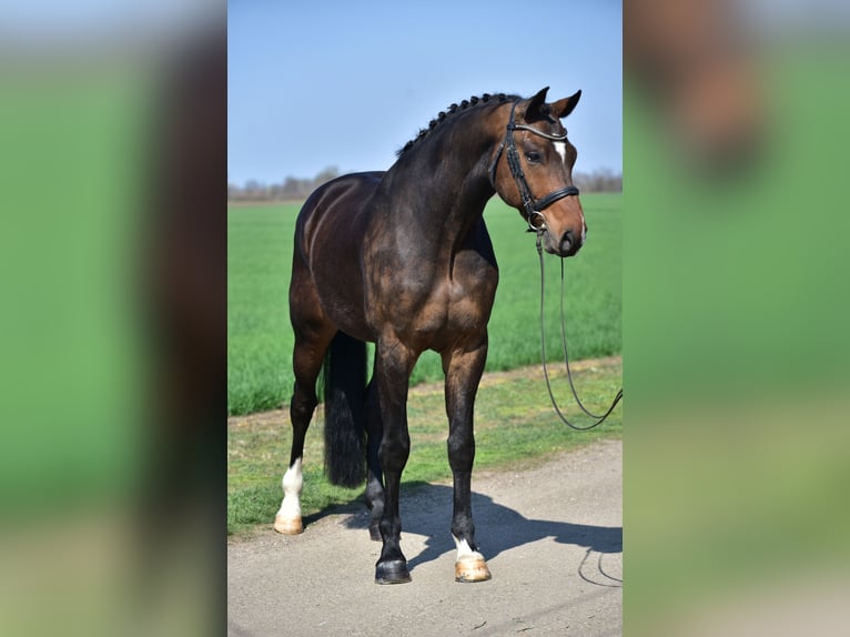 Westfaliano Caballo castrado 6 años 173 cm Castaño in Budapest