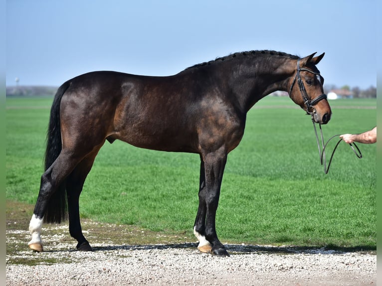 Westfaliano Caballo castrado 6 años 173 cm Castaño in Budapest
