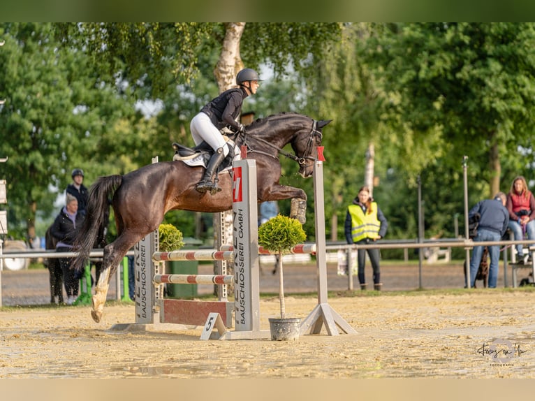 Westfaliano Caballo castrado 6 años 173 cm Morcillo in Haltern am See