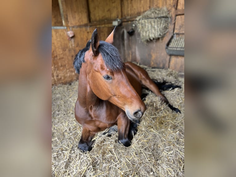 Westfaliano Caballo castrado 6 años 174 cm Castaño in Wuppertal