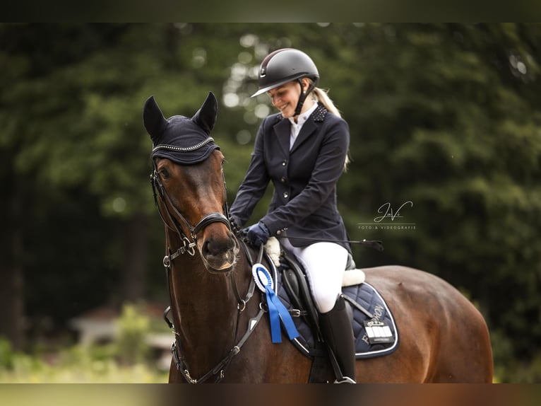 Westfaliano Caballo castrado 6 años 174 cm Castaño oscuro in Erkrath Westfaliano Caballo castrado 6 años 174 cm Castaño oscuro in Erkrath