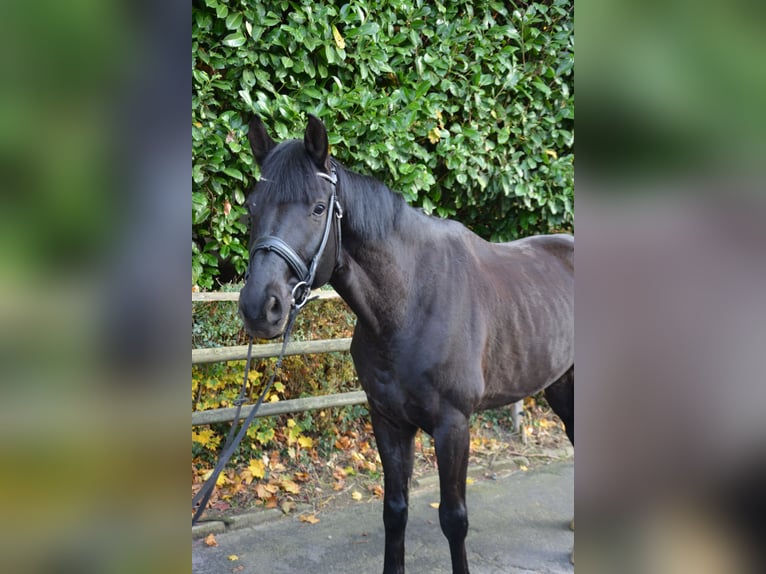 Westfaliano Caballo castrado 6 años 174 cm Negro in Aachen