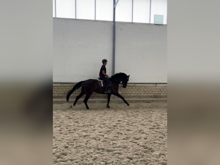 Westfaliano Caballo castrado 6 años 174 cm Negro in Aachen
