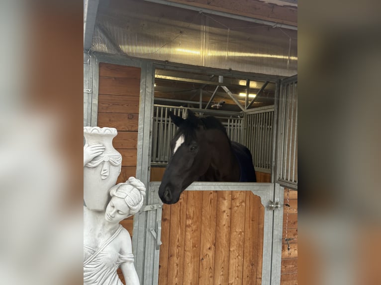 Westfaliano Caballo castrado 6 años 174 cm Negro in Seibersdorf