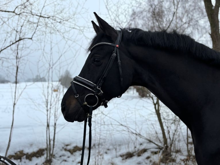 Westfaliano Caballo castrado 6 años 174 cm Negro in Herbstein