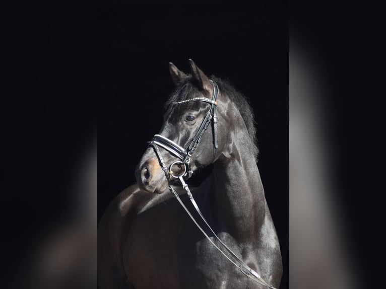 Westfaliano Caballo castrado 6 años 174 cm Negro in Herbstein