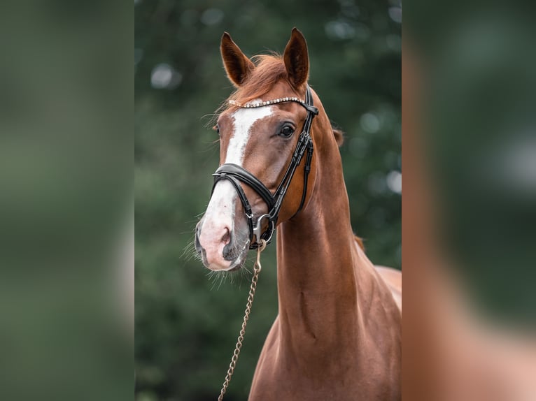 Westfaliano Caballo castrado 6 años 175 cm Alazán in Versmold