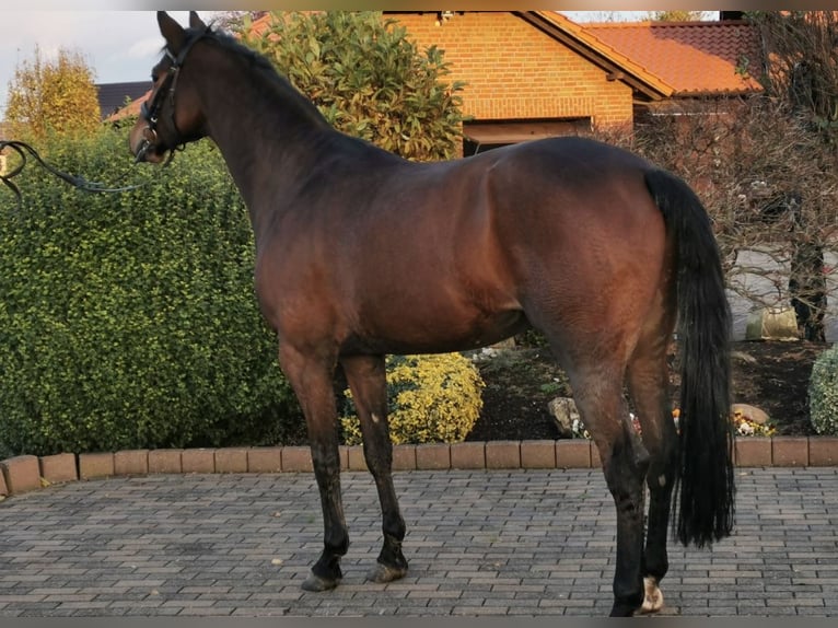 Westfaliano Caballo castrado 6 años 175 cm Castaño oscuro in Anr&#xF6;chte