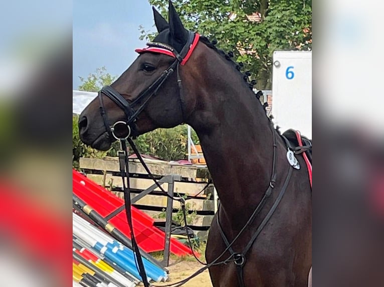 Westfaliano Caballo castrado 6 años 175 cm Castaño oscuro in Dorsten