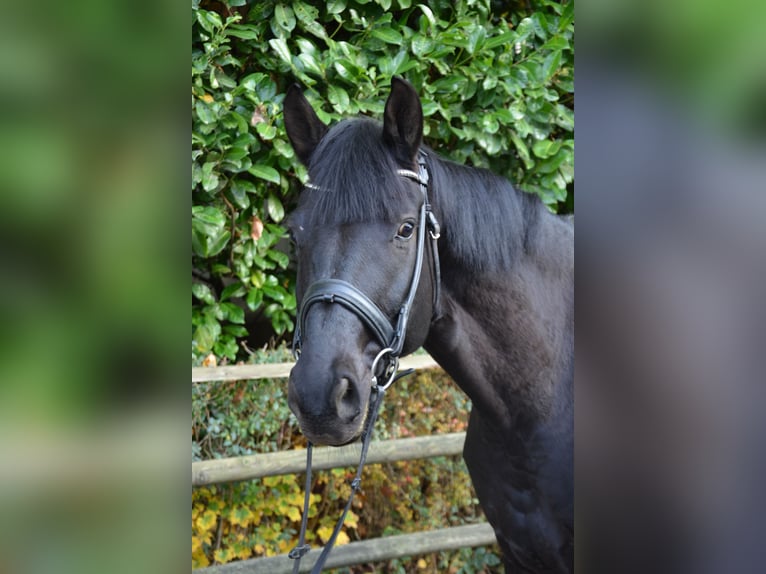 Westfaliano Caballo castrado 6 años 175 cm Negro in AachenAachen