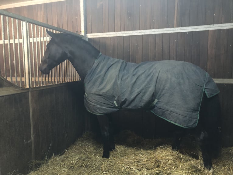 Westfaliano Caballo castrado 6 años 175 cm Negro in Kürten