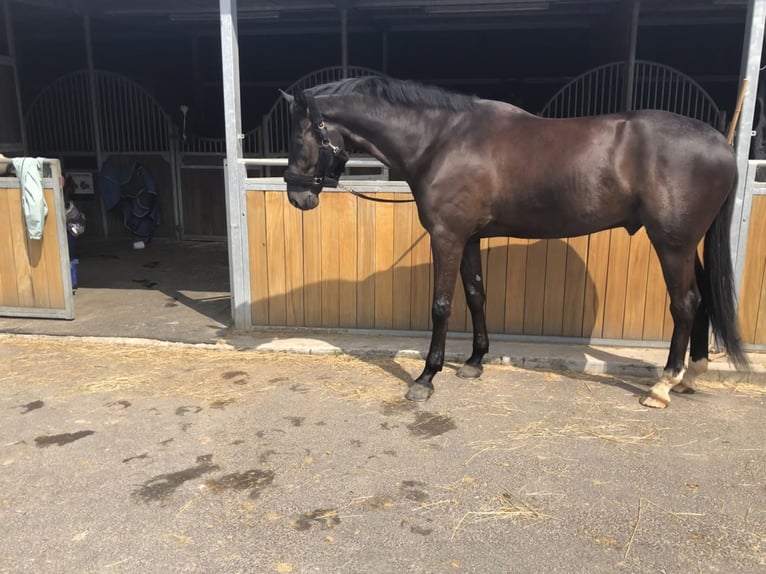 Westfaliano Caballo castrado 6 años 175 cm Negro in Kürten