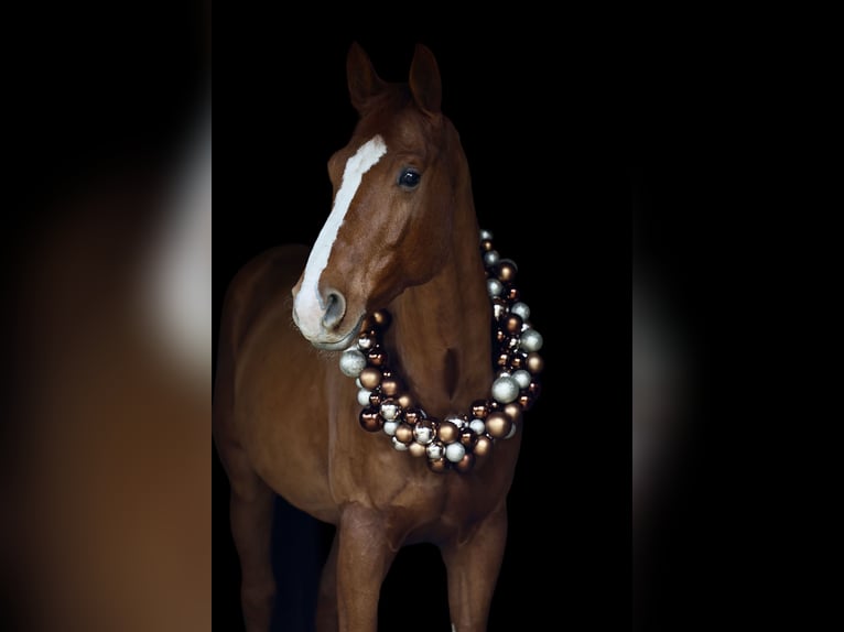 Westfaliano Caballo castrado 6 años 176 cm Alazán in Radevormwald