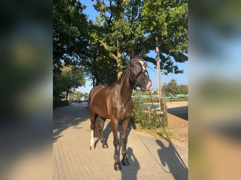 Westfaliano Caballo castrado 6 años 176 cm Morcillo in Voerde