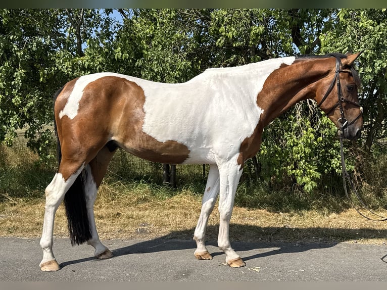 Westfaliano Caballo castrado 6 años 176 cm Pío in Warendorf