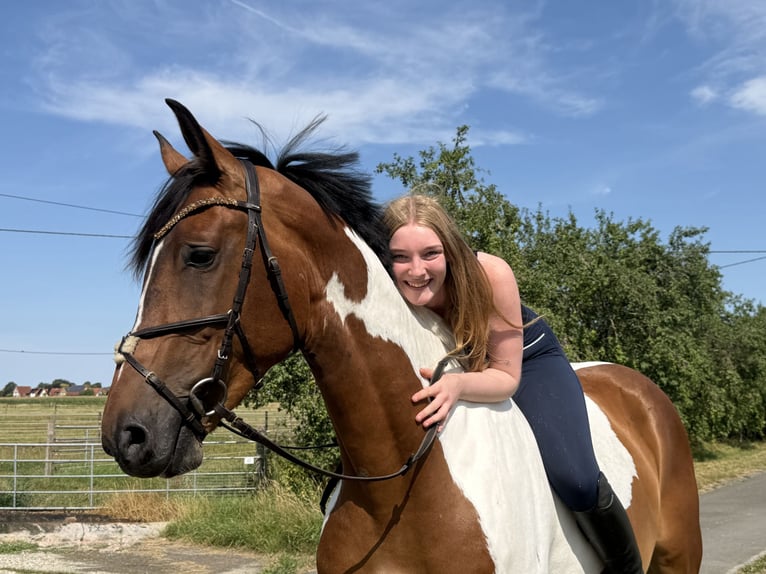 Westfaliano Caballo castrado 6 años 176 cm Pío in Warendorf