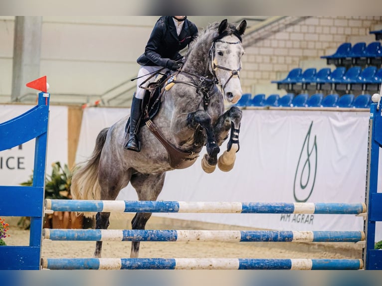 Westfaliano Caballo castrado 6 años 176 cm Tordo in Landsberg