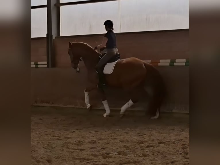 Westfaliano Caballo castrado 6 años 178 cm Alazán in Beckdorf