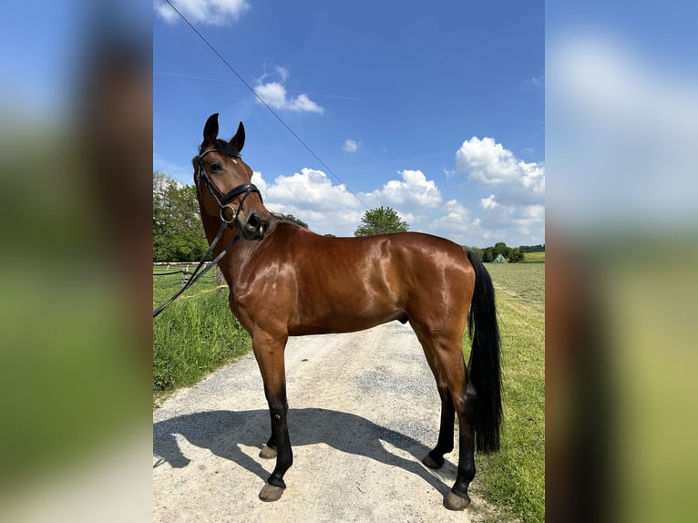 Westfaliano Caballo castrado 6 años 178 cm Castaño in Detmold