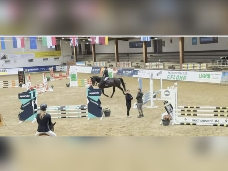 Westfaliano Caballo castrado 6 años 178 cm Morcillo in Windhagen