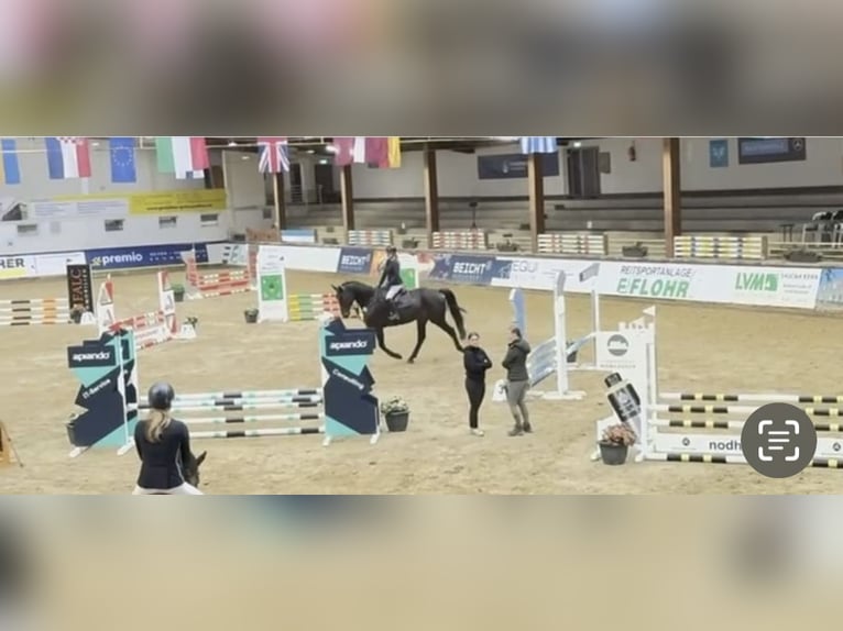 Westfaliano Caballo castrado 6 años 178 cm Morcillo in Windhagen