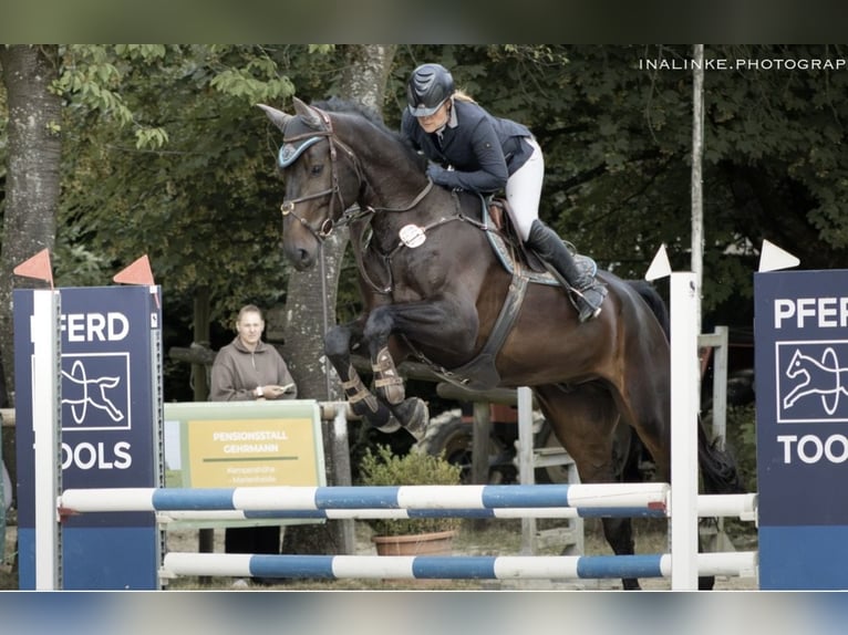 Westfaliano Caballo castrado 6 años 178 cm Morcillo in Windhagen