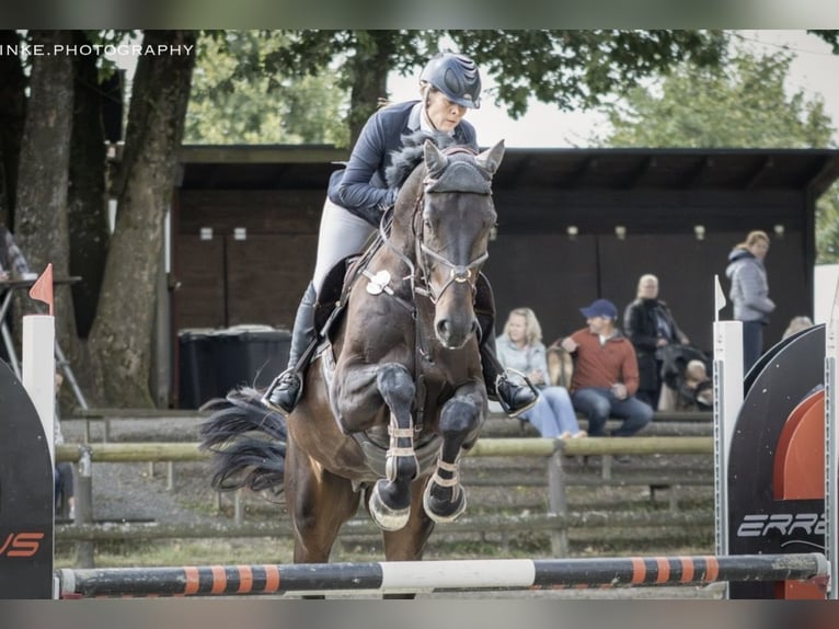 Westfaliano Caballo castrado 6 años 178 cm Morcillo in Windhagen