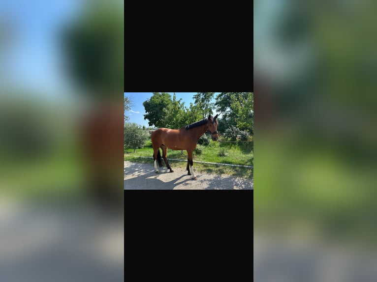 Westfaliano Caballo castrado 6 años 180 cm Castaño in Seibersdorf