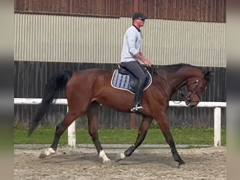 Westfaliano Caballo castrado 6 años 180 cm Castaño in Villach-Innere Stadt