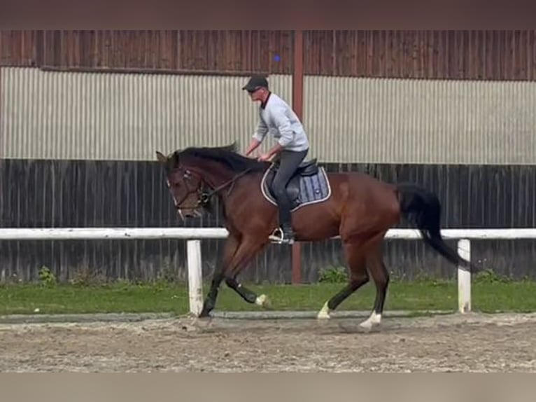 Westfaliano Caballo castrado 6 años 180 cm Castaño in Villach-Innere Stadt