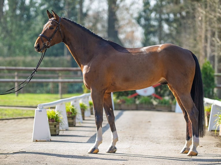 Westfaliano Caballo castrado 6 años 180 cm Castaño in Münster-Handorf
