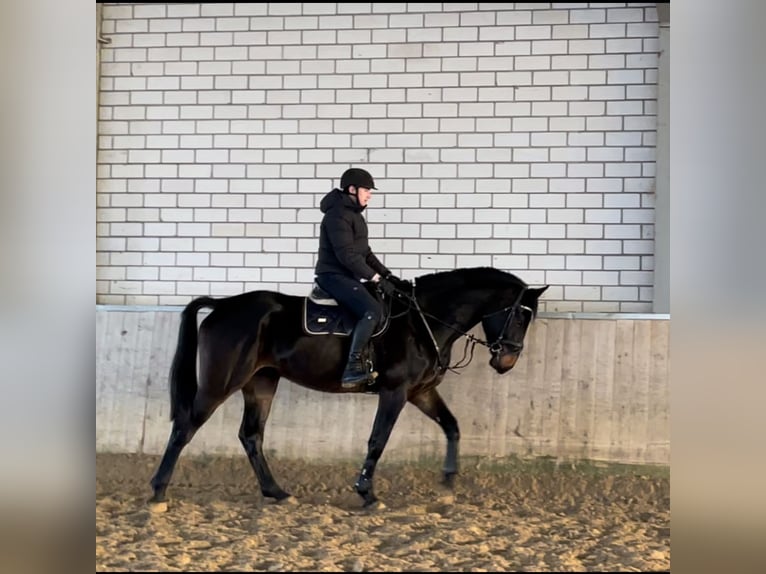 Westfaliano Caballo castrado 6 años 182 cm Morcillo in Windhagen