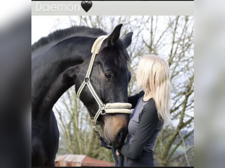 Westfaliano Caballo castrado 6 años 182 cm Morcillo in Windhagen