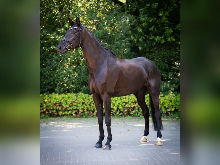Westfaliano Caballo castrado 6 años 182 cm Negro in Hamm