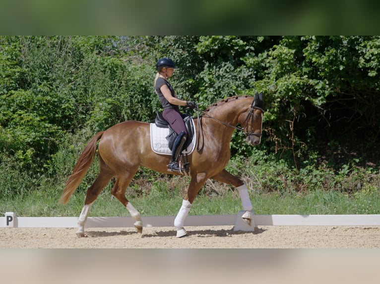 Westfaliano Caballo castrado 6 años Alazán in Mainburg