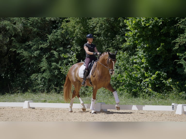 Westfaliano Caballo castrado 6 años Alazán in Mainburg
