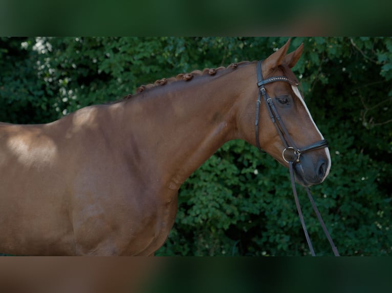 Westfaliano Caballo castrado 6 años Alazán in Mainburg