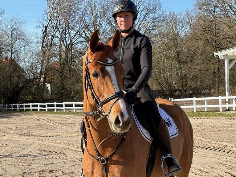 Westfaliano Caballo castrado 6 años Alazán in Verden (Aller)