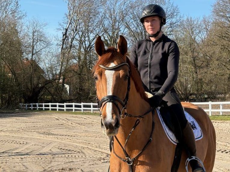 Westfaliano Caballo castrado 6 años Alazán in Verden (Aller)