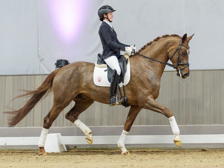 Westfaliano Caballo castrado 6 años Alazán-tostado in Münster-Handorf