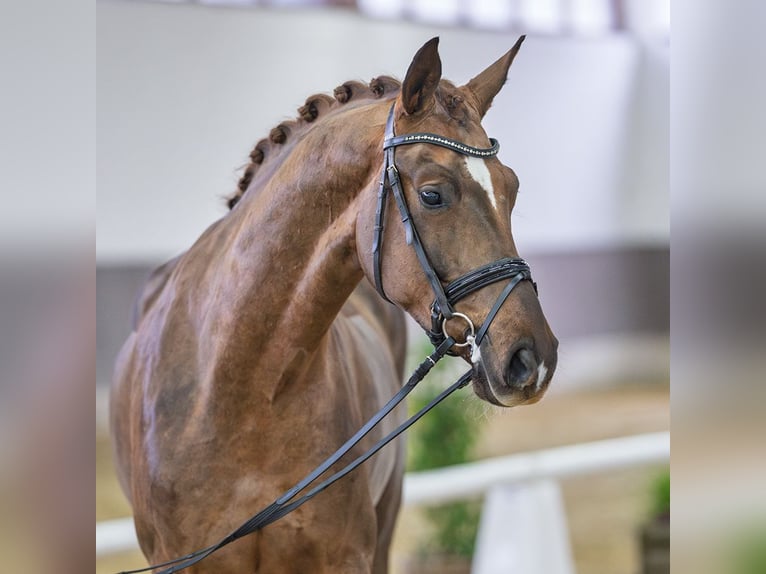 Westfaliano Caballo castrado 6 años Alazán-tostado in Münster-Handorf