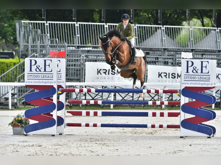 Westfaliano Caballo castrado 6 años Castaño rojizo in Milano