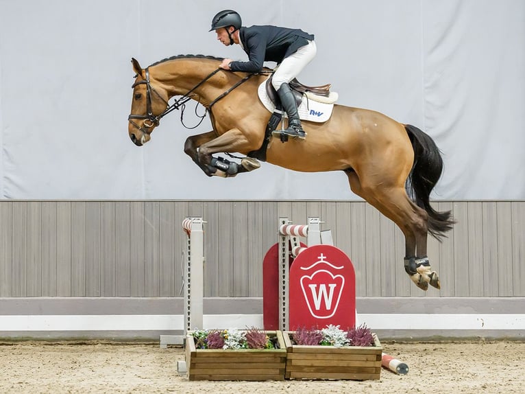 Westfaliano Caballo castrado 6 años Tordo in Münster-Handorf