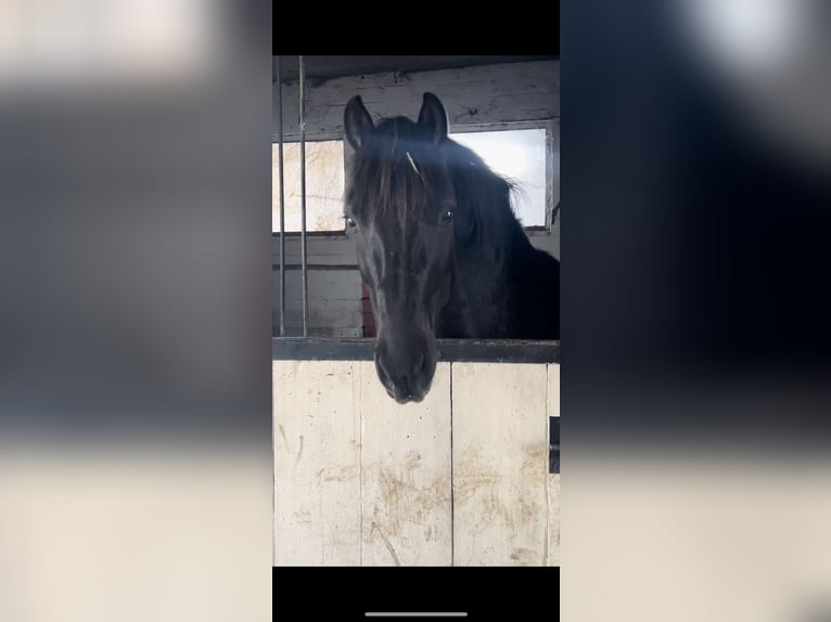 Westfaliano Mestizo Caballo castrado 7 años 155 cm Negro in Köln