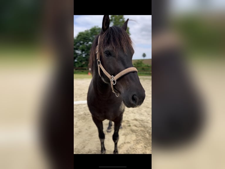 Westfaliano Mestizo Caballo castrado 7 años 155 cm Negro in Köln