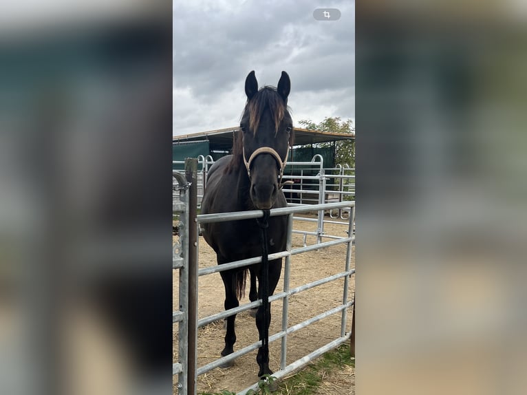 Westfaliano Mestizo Caballo castrado 7 años 155 cm Negro in Köln